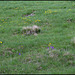Prairie subalpine à Ranunculus auricomus et Viola lutea