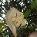 DSCN1451 - flor de tucum Bactris setosa, Arecaceae