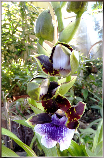Orchid (Zygopetalum)... ©UdoSm