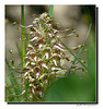 Orchis bouc (Himantoglossum hircinum) ...