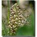 Orchis bouc (Himantoglossum hircinum) ...