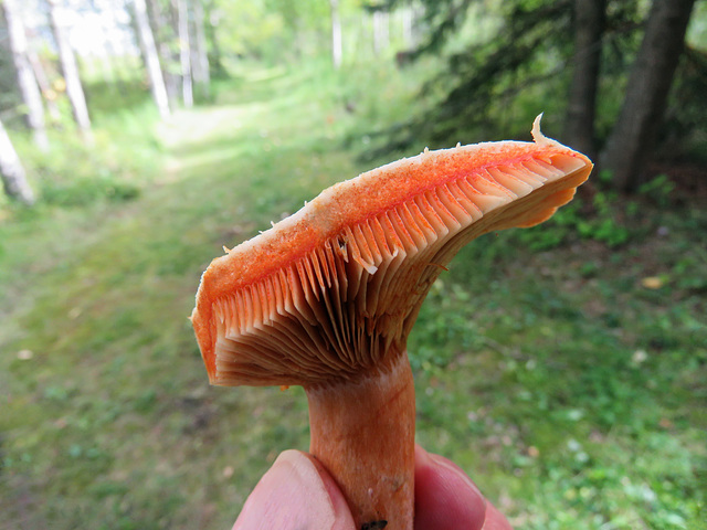 Colourful fungus - details seen when cut