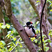 A Great Spotted Woodpecker in Swell Woods, Somerset, UK.