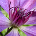 P1010377 Clematis Wedding Anniversary flower close up