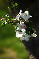 Apple Blossoms 4