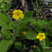 Mimulus longiflorus  Scrophulariaceae, Sequoia National Park USA L1020240