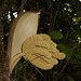 DSCN1452 - flor de tucum Bactris setosa, Arecaceae