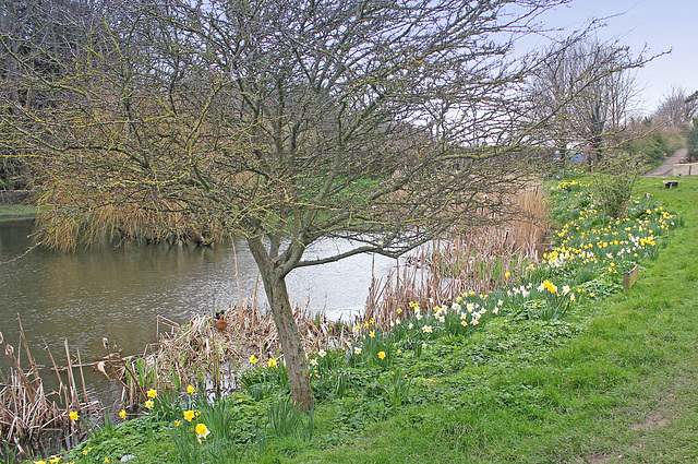 East Blatchington Pond - 9th March 2020
