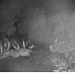 Screenshot 2021-07-14 at 00-08-25 Badger cam Cumbria Wildlife Trust