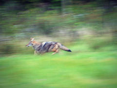 see coyote run.  run coyote, run.