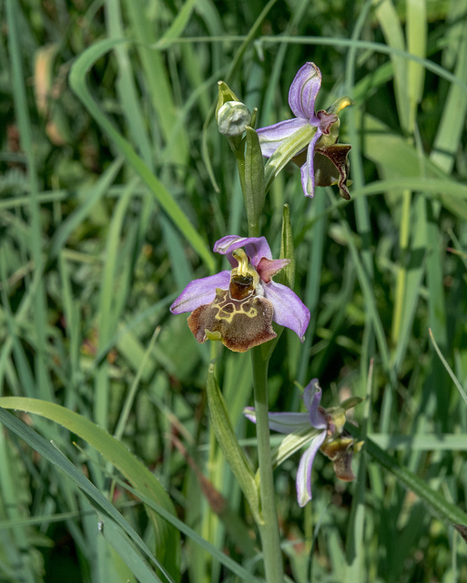 Ophrys fuciflora, Hummel-Ragwurz - 2017-06-01_D500_DSC1715