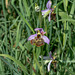 Ophrys fuciflora, Hummel-Ragwurz - 2017-06-01_D500_DSC1715