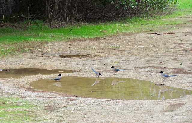 Azure-winged Magpies at the Watering Hole, Alvor (2015)