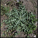 Onopordon pseudo acanthus  (2)