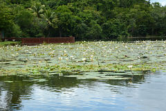 Guatemala, A Lot of Water Lilies in the Chocón Machacas Protected Biotope