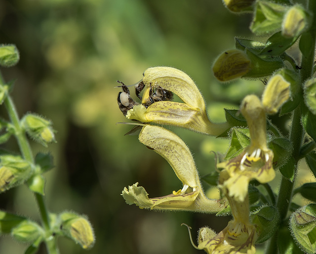 Salvia glutinosa, Salvia vischiosa - 2016-09-03_D4_DSC9047