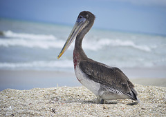Pelicano 3