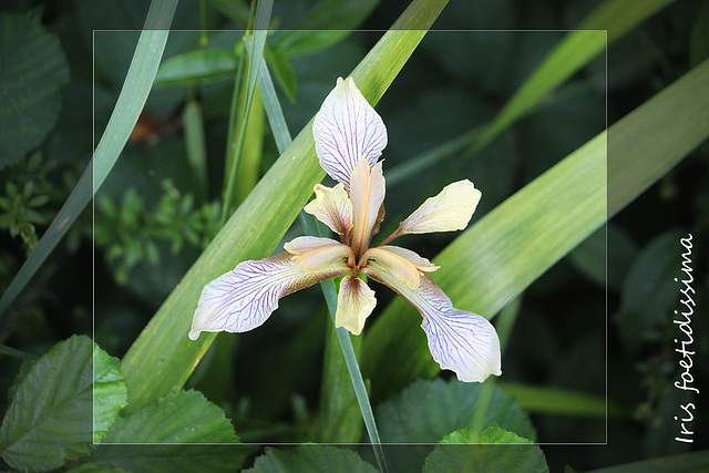 Iris foetidissima - East Blatchington Pond - Seaford - 6.6.2015