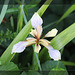 Iris foetidissima - East Blatchington Pond - Seaford - 6.6.2015