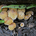 Attingham park fungi