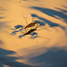Water strider out for a sunset stroll