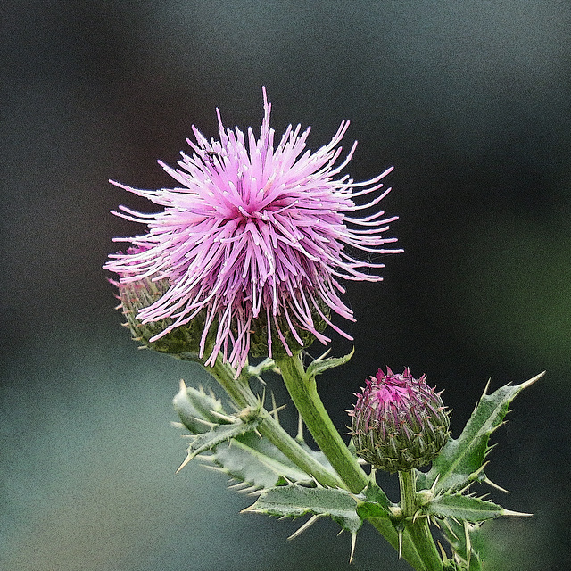 Beauty of a weed