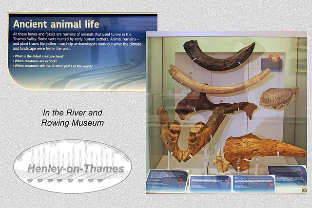 Ancient animal life at The River & Rowing Museum - Henley-on-Thames - 19.8.2015