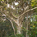 DSCN1455 - figueira-branca Ficus gomelleira, Moraceae