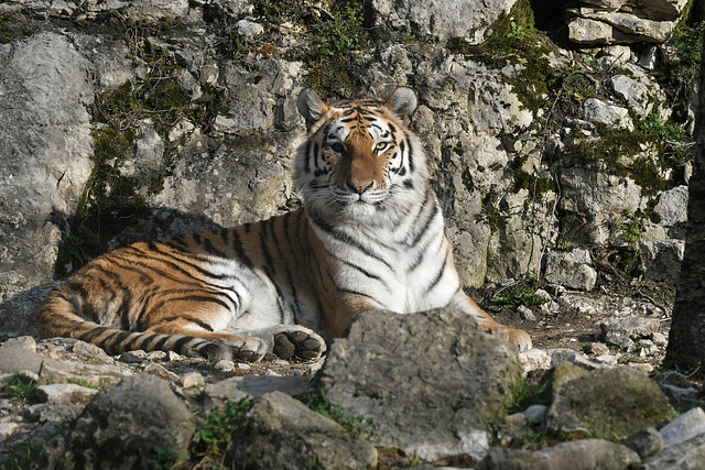 BESANCON: Citadelle: UnTigre de Sibérie (Panthera tigris altaica).01