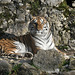 BESANCON: Citadelle: UnTigre de Sibérie (Panthera tigris altaica).01