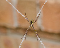 St Andrew's Cross spider underside