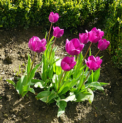 Tulpen sind Gartenfreuden im Frühling