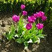 Tulpen sind Gartenfreuden im Frühling