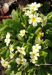 The Primroses are out....