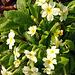 The Primroses are out....