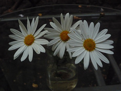 Tres flores blancas