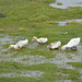 Bolivia, Mallcu Villamar, Ducklings