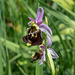 Ophrys fuciflora, Hummel-Ragwurz - 2017-06-01_D500_DSC1720