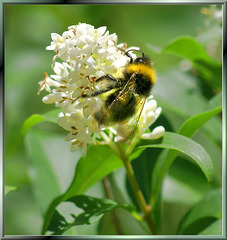 Hummel. Bumblebee. Bourdon. ©UdoSm