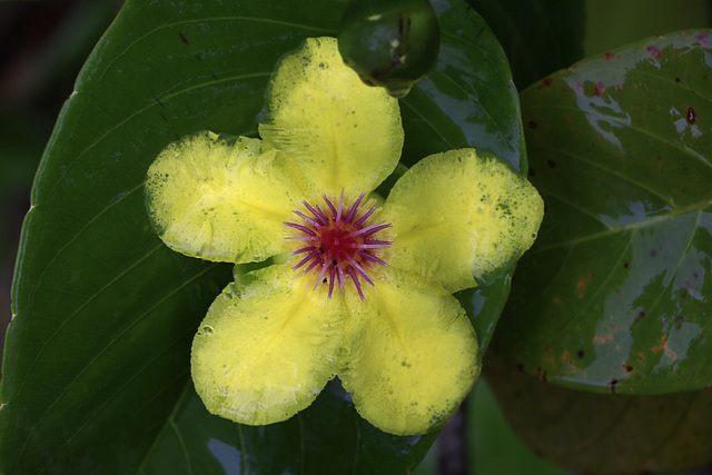 Golden Guinea Tree Flower Golden Guinea Tree Flower