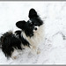 Loulou in de sneeuw