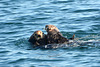 Alaska, Homer, A Pair of Sea Otters in Otter Bay