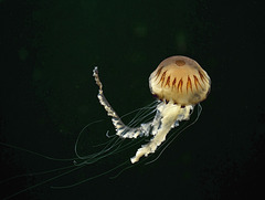 Chrysaora hysoscella; Aquarium Helgoland