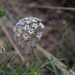 Pimpinella tragium polyclada, Zion Natural Park USA