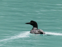 Common Loon in emerald waters