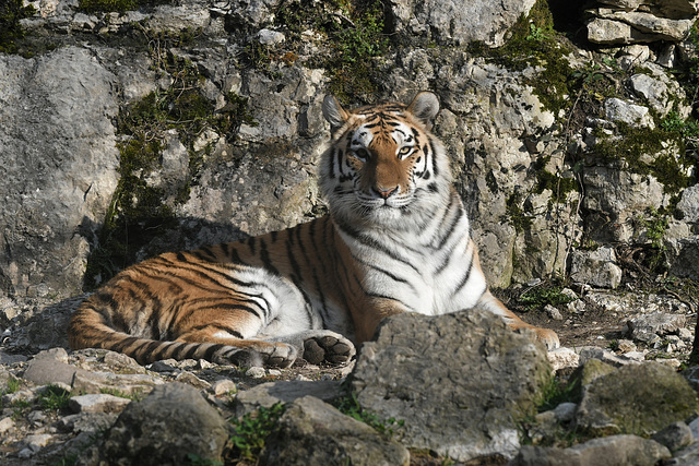 BESANCON: Citadelle: UnTigre de Sibérie (Panthera tigris altaica).02