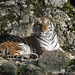 BESANCON: Citadelle: UnTigre de Sibérie (Panthera tigris altaica).02