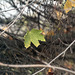 36/50 maple leaf, feuille d'érable