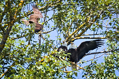 A pair of eagles in osprey territory