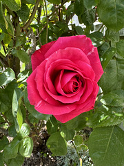 Première rose du jardin